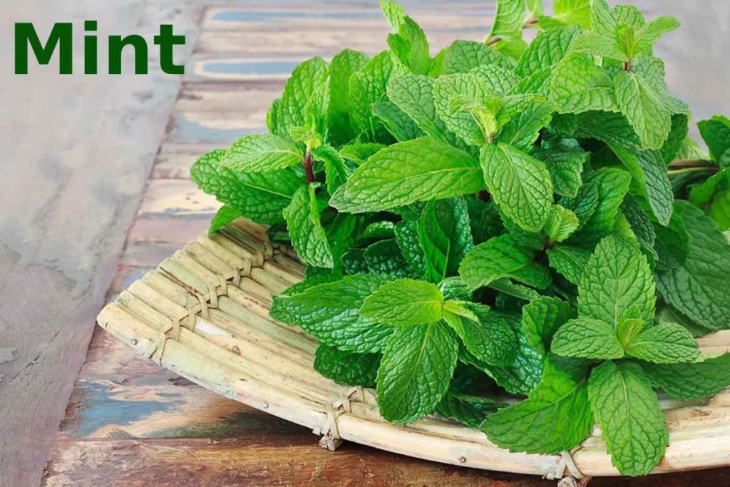 Mint