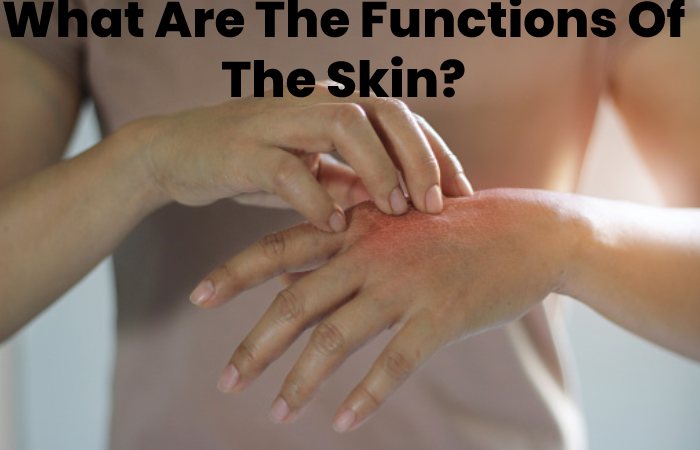 What Are The Functions Of The Skin?