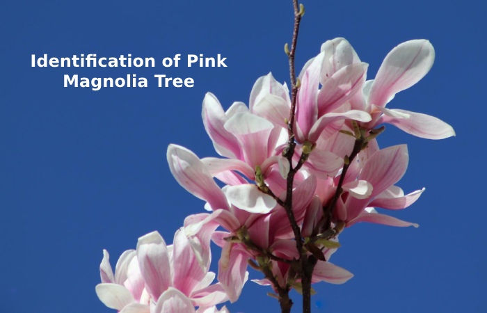 Identification of Pink Magnolia Tree