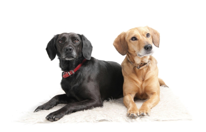 Best Matching Pet PFP for Couples