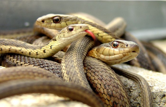 Dream of Many Snakes Together