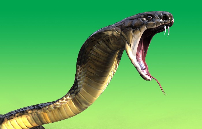 What Does Dreaming With Snakes Mean_
