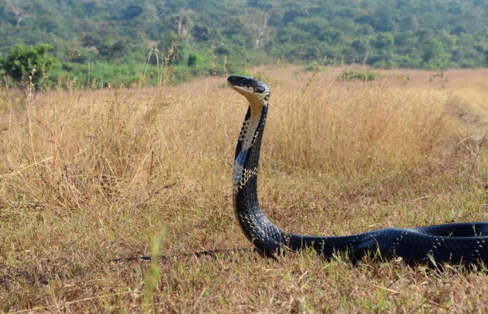 What Does It Mean to Dream of a Snake Attacking You_